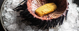 sea-urchin-buy-online