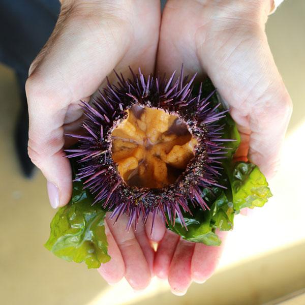 Sea Urchin (Uni) Bafun Uni, Murasaki Uni - bigfridgeboy