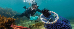 sea-urchins-australia