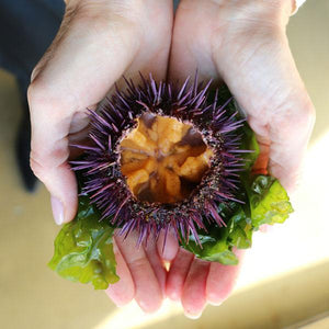 The A-Z of Sea Urchins