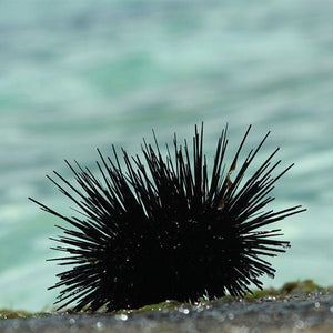 Could Eating Sea Urchins Save NSW's Southern Coastal Reefs?