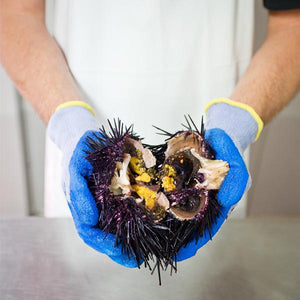 All About Sea Urchins